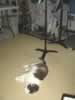 Saxophone Guard Cat