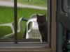 See how Funny Face gazes in our new screen door? Sob.